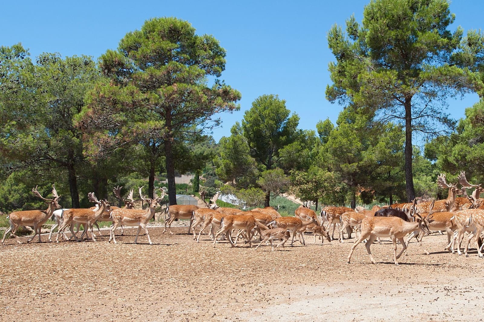 8 quarto Moradia para venda em Cistella com piscina garagem - 4 500 000 € (Ref: 8556173)