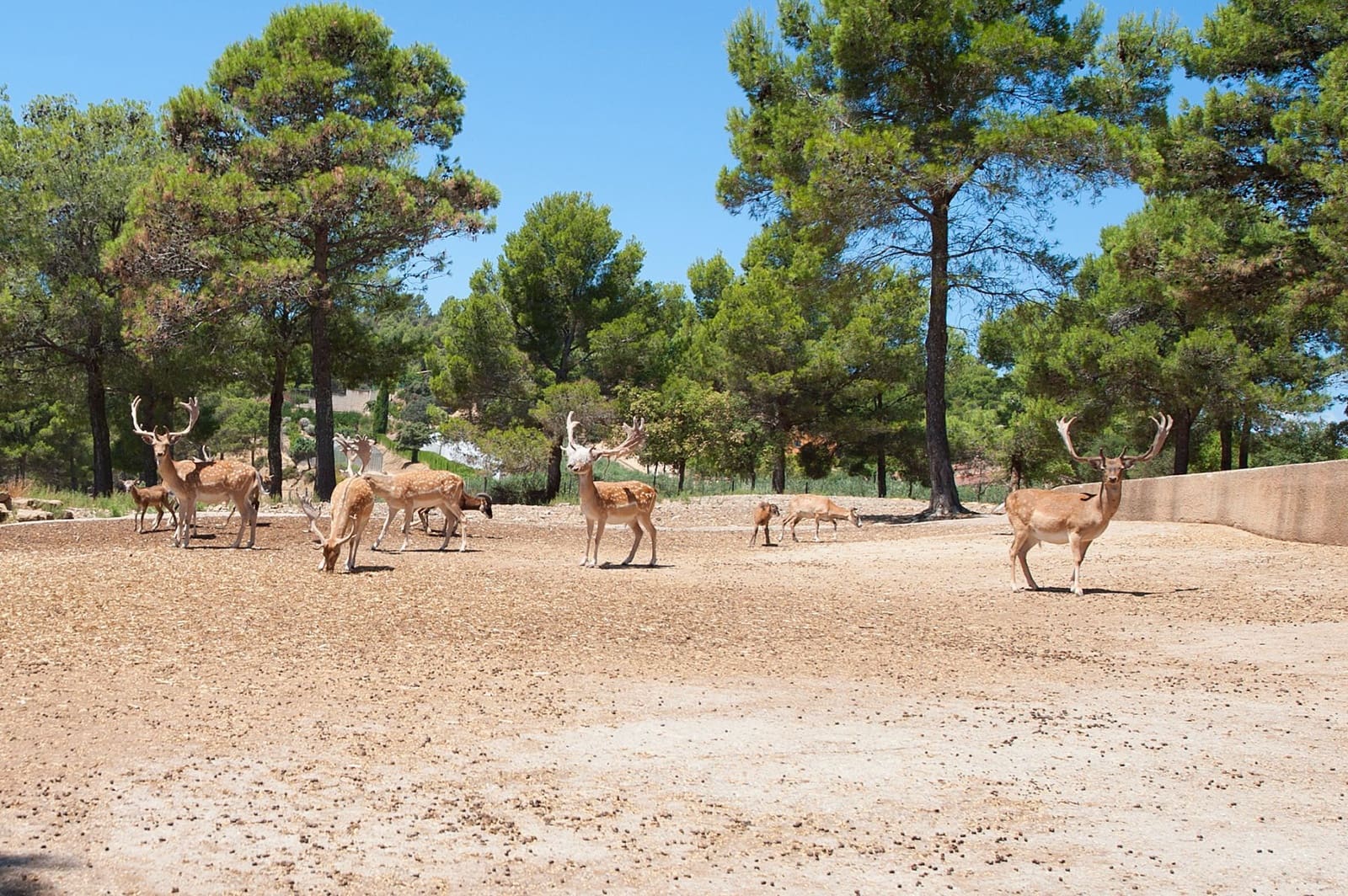 8 quarto Moradia para venda em Cistella com piscina garagem - 4 500 000 € (Ref: 8556173)