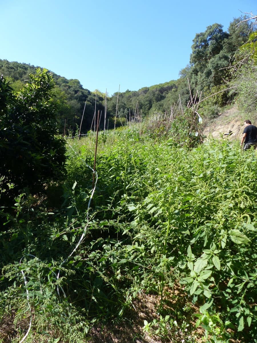 4 slaapkamer Finca/Landhuis te koop in Sant Iscle de Vallalta - € 390.000 (Ref: 8556181)