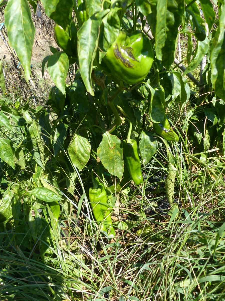 4 slaapkamer Finca/Landhuis te koop in Sant Iscle de Vallalta - € 390.000 (Ref: 8556181)