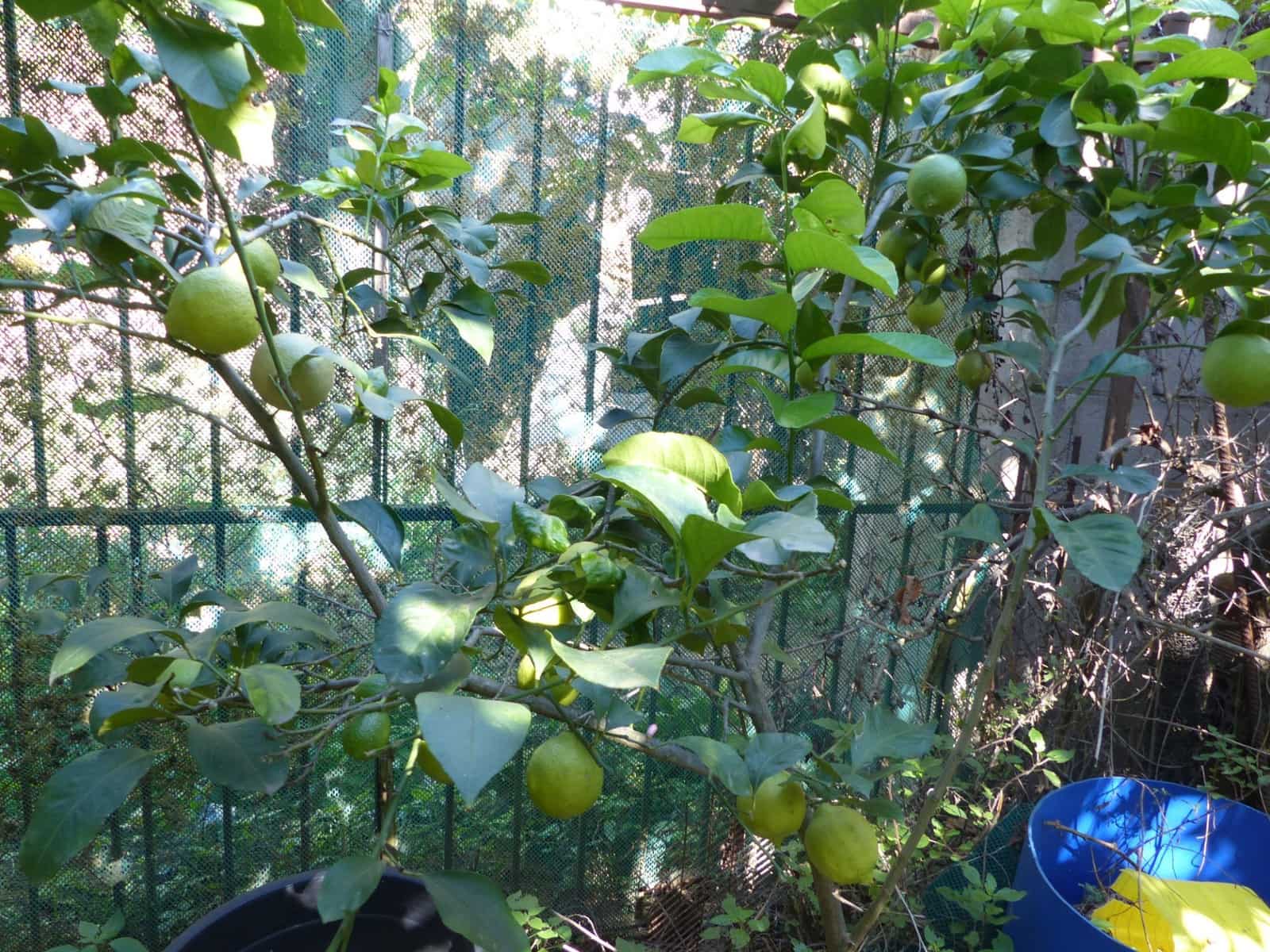 4 slaapkamer Finca/Landhuis te koop in Sant Iscle de Vallalta - € 390.000 (Ref: 8556181)