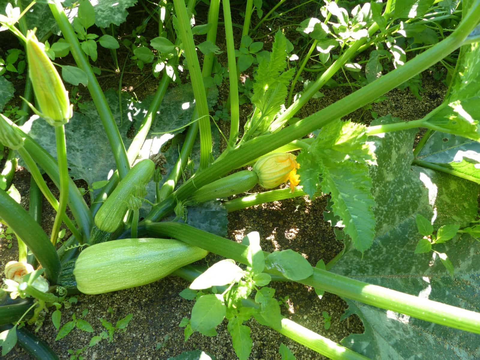 4 slaapkamer Finca/Landhuis te koop in Sant Iscle de Vallalta - € 390.000 (Ref: 8556181)