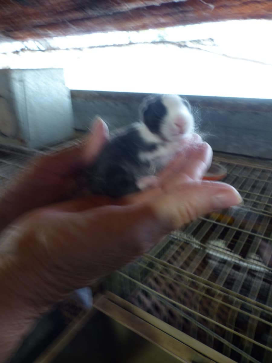 4 slaapkamer Finca/Landhuis te koop in Sant Iscle de Vallalta - € 390.000 (Ref: 8556181)