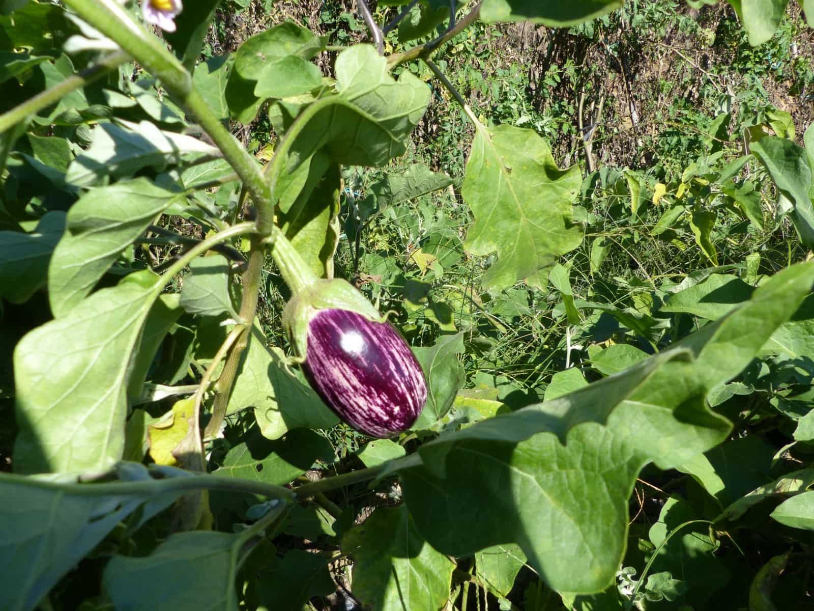 4 slaapkamer Finca/Landhuis te koop in Sant Iscle de Vallalta - € 390.000 (Ref: 8556181)