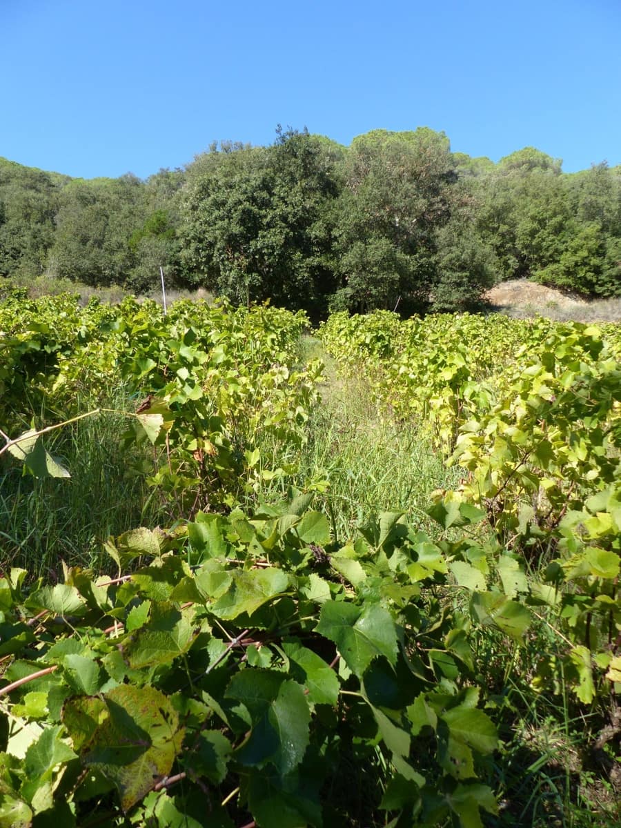 4 slaapkamer Finca/Landhuis te koop in Sant Iscle de Vallalta - € 390.000 (Ref: 8556181)