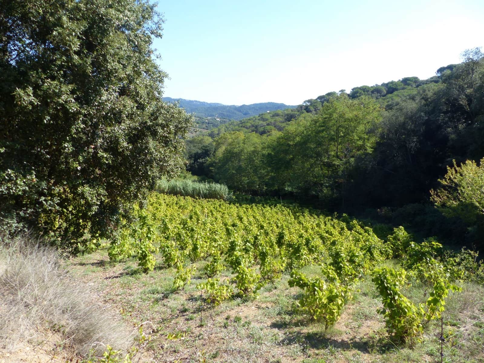 4 slaapkamer Finca/Landhuis te koop in Sant Iscle de Vallalta - € 390.000 (Ref: 8556181)