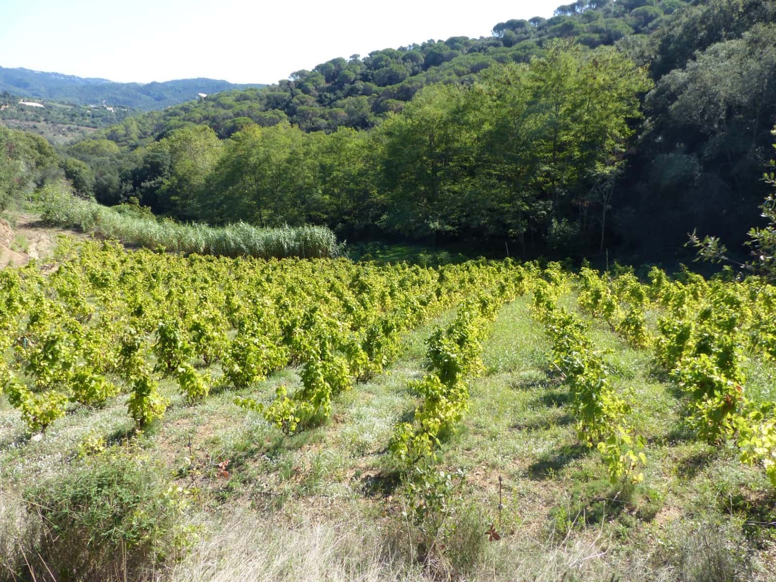 4 slaapkamer Finca/Landhuis te koop in Sant Iscle de Vallalta - € 390.000 (Ref: 8556181)