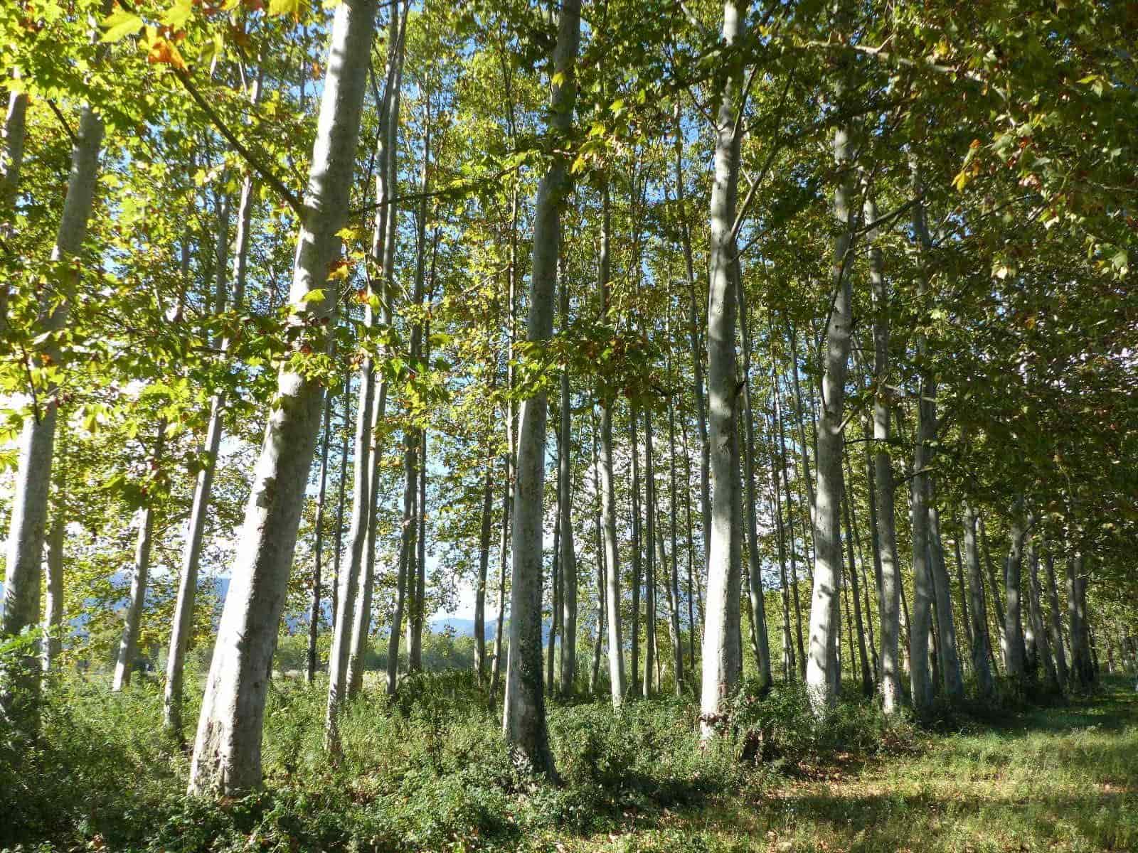 10 soveværelse Finca/Landehus til salg i Bescano med garage - € 350.000 (Ref: 8616064)