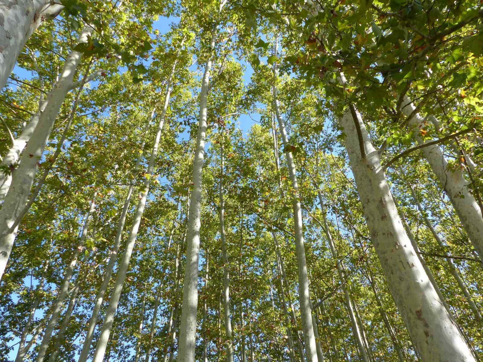 10 soveværelse Finca/Landehus til salg i Bescano med garage - € 350.000 (Ref: 8616064)