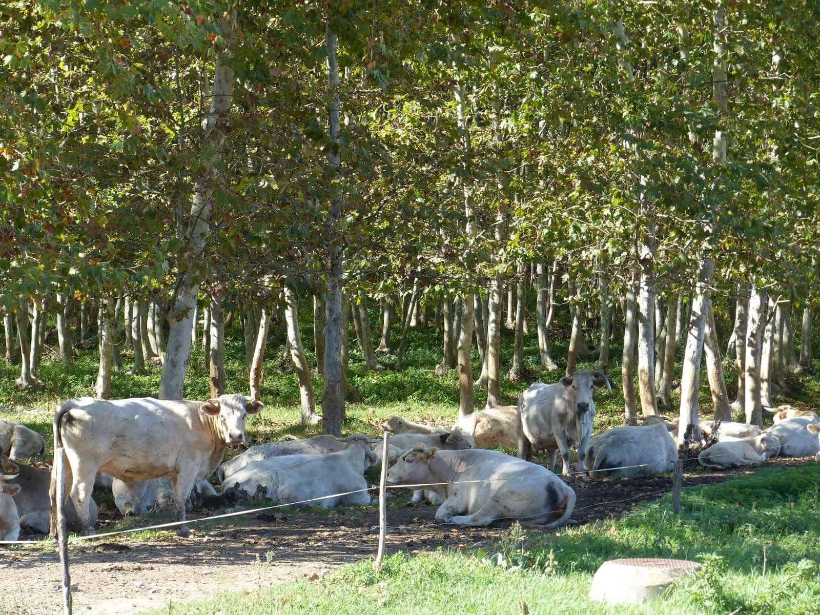 10 soveværelse Finca/Landehus til salg i Bescano med garage - € 350.000 (Ref: 8616064)