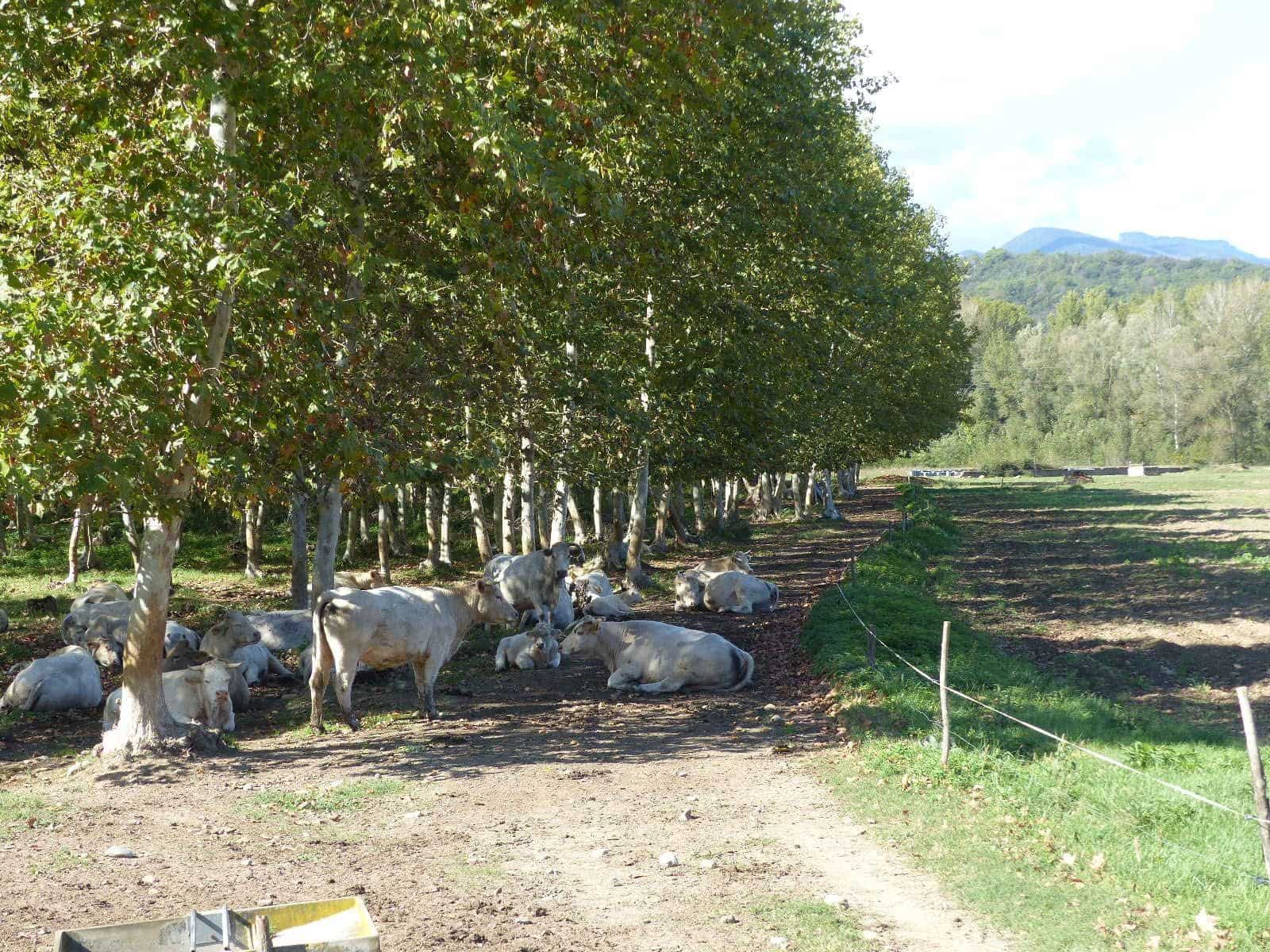 10 soveværelse Finca/Landehus til salg i Bescano med garage - € 350.000 (Ref: 8616064)