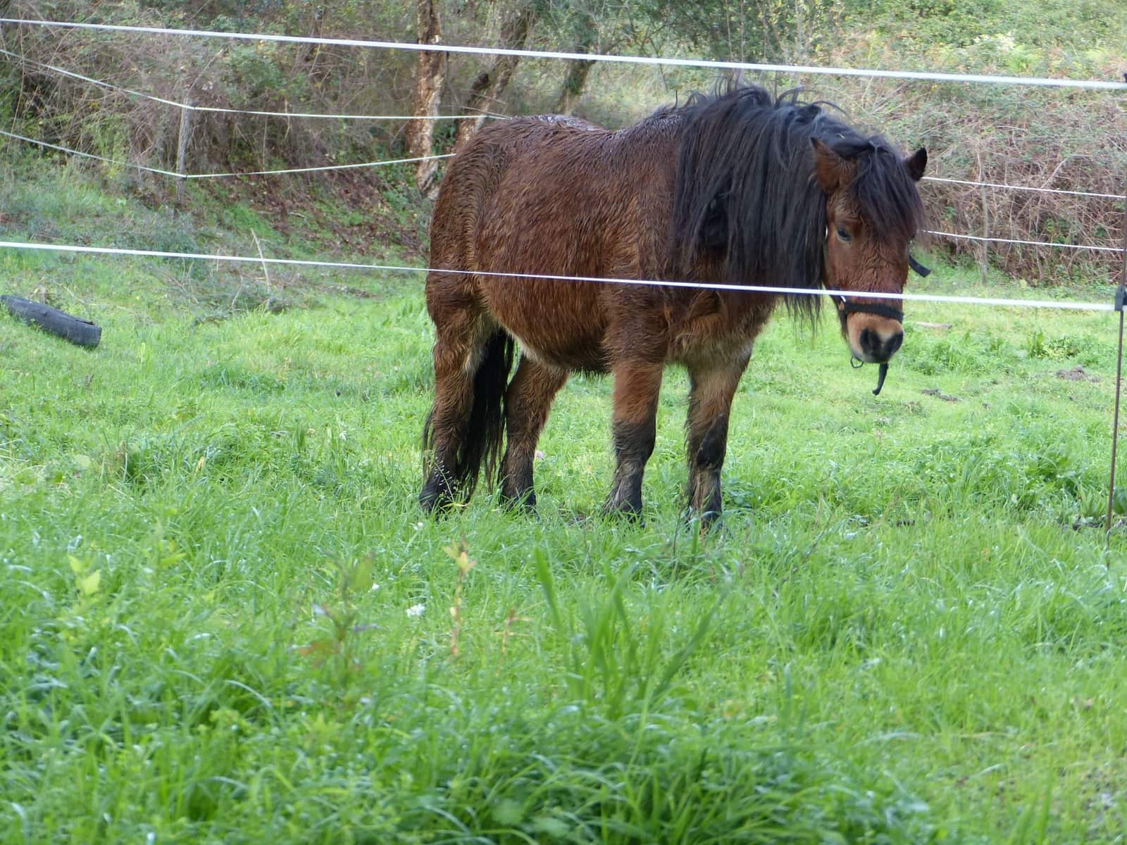 3 soveværelse Finca/Landehus til salg i Riells i Viabrea - € 800.000 (Ref: 8693979)