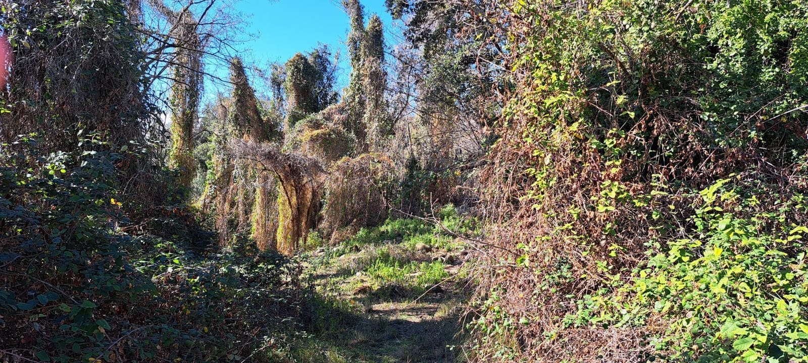 1 soveværelse Finca/Landehus til salg i Sant Feliu de Buixalleu - € 199.000 (Ref: 8693989)