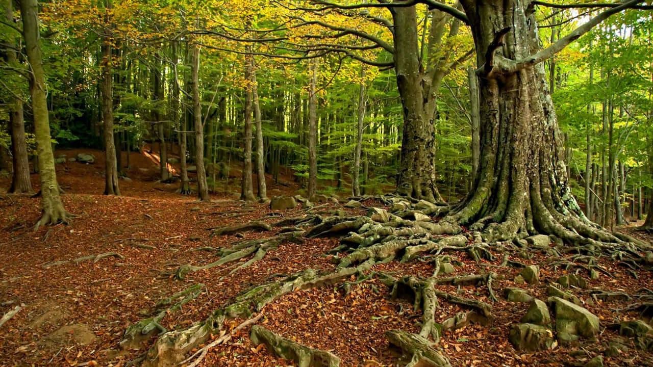 4 soveværelse Finca/Landehus til salg i Montseny - € 450.000 (Ref: 8694720)