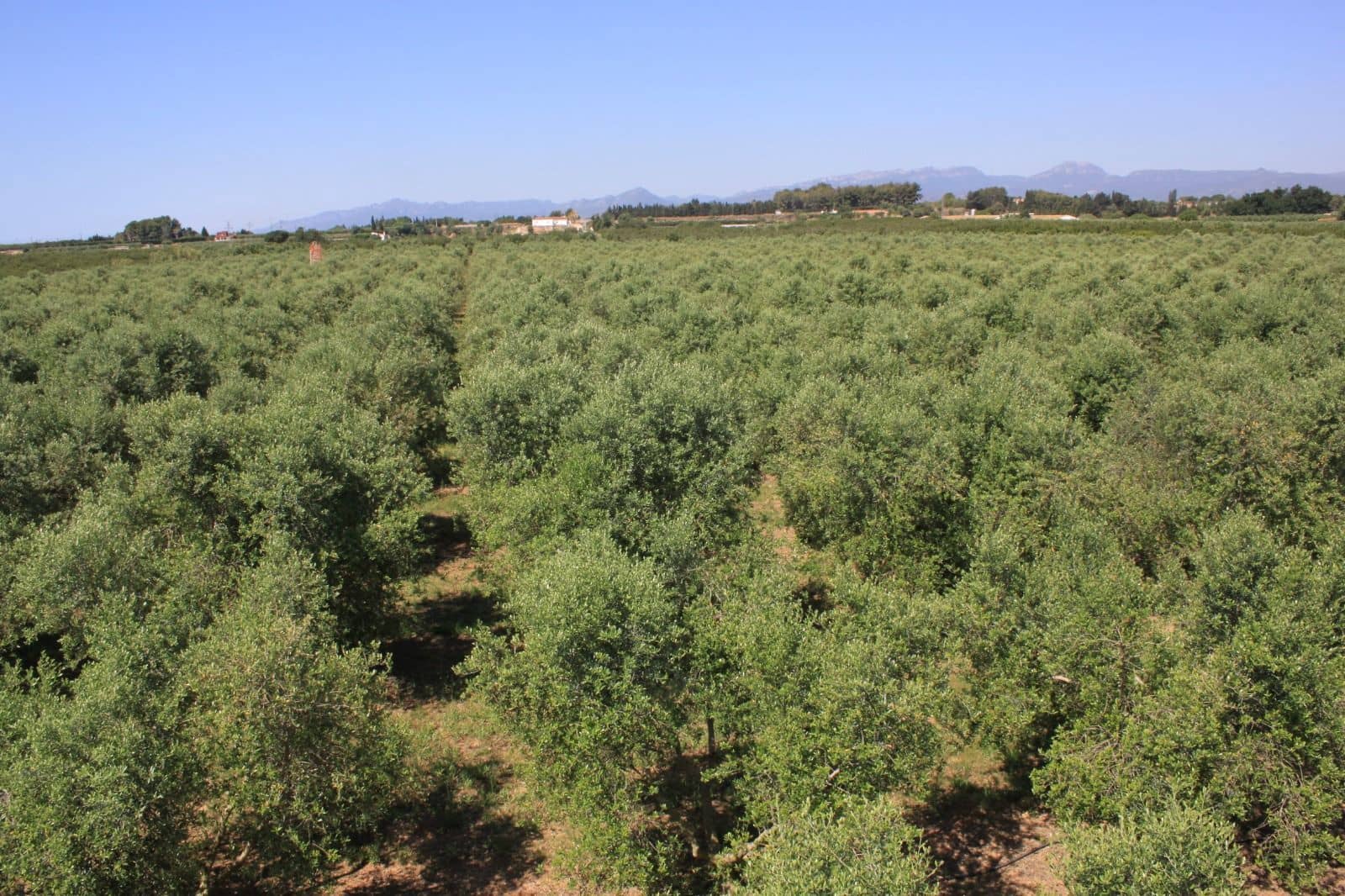 8 slaapkamer Finca/Landhuis te koop in Riudoms met zwembad - € 850.000 (Ref: 8694736)