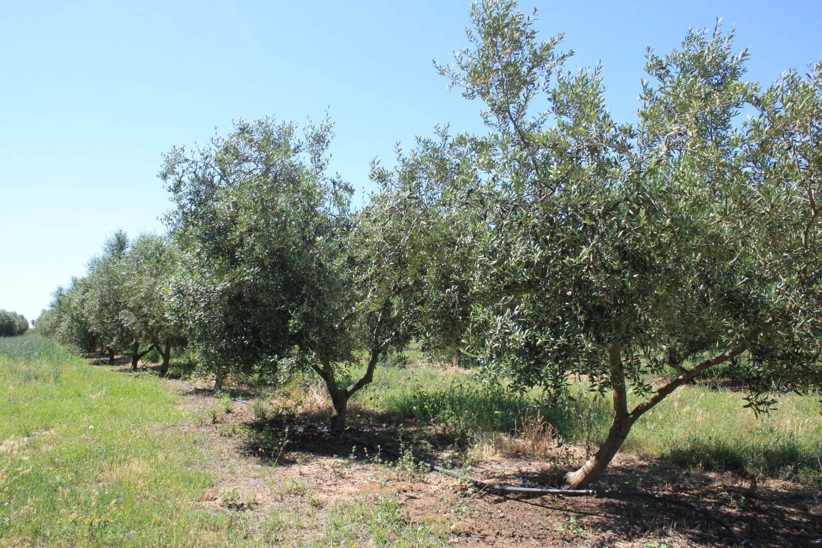 8 slaapkamer Finca/Landhuis te koop in Riudoms met zwembad - € 850.000 (Ref: 8694736)