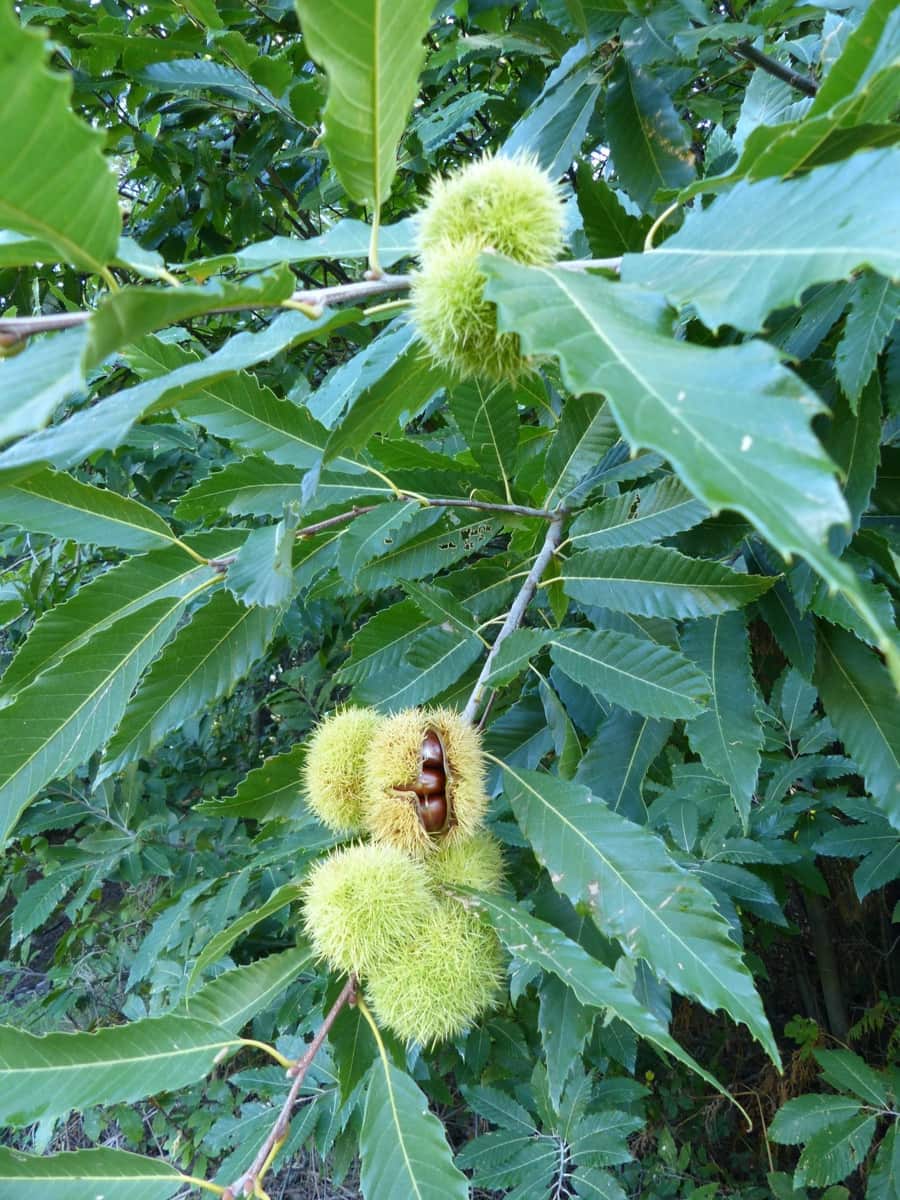 36 bedroom Finca/Country House for sale in Montseny with garage - € 4,213,000 (Ref: 8854624)