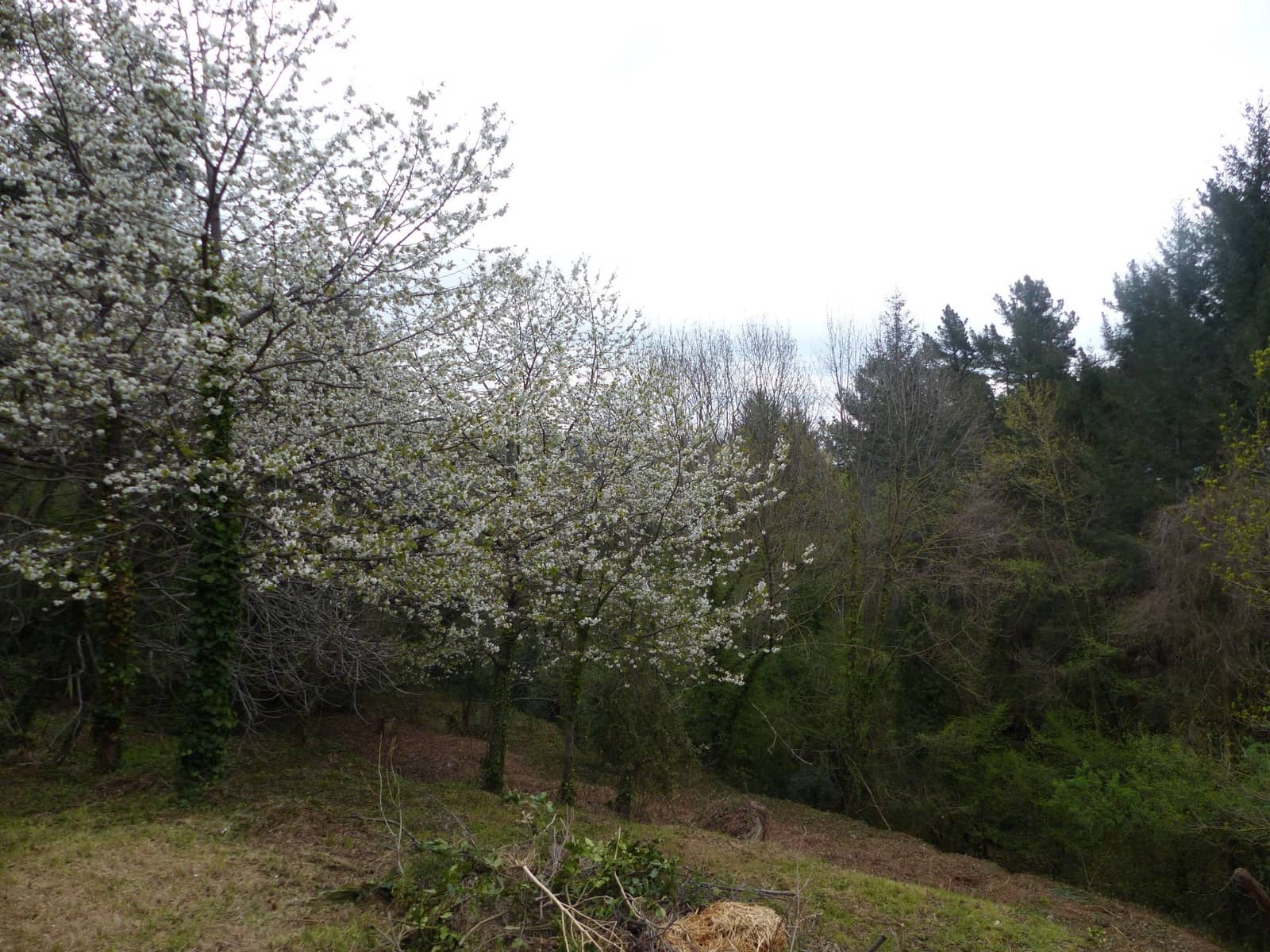 36 bedroom Finca/Country House for sale in Montseny with garage - € 4,213,000 (Ref: 8854624)