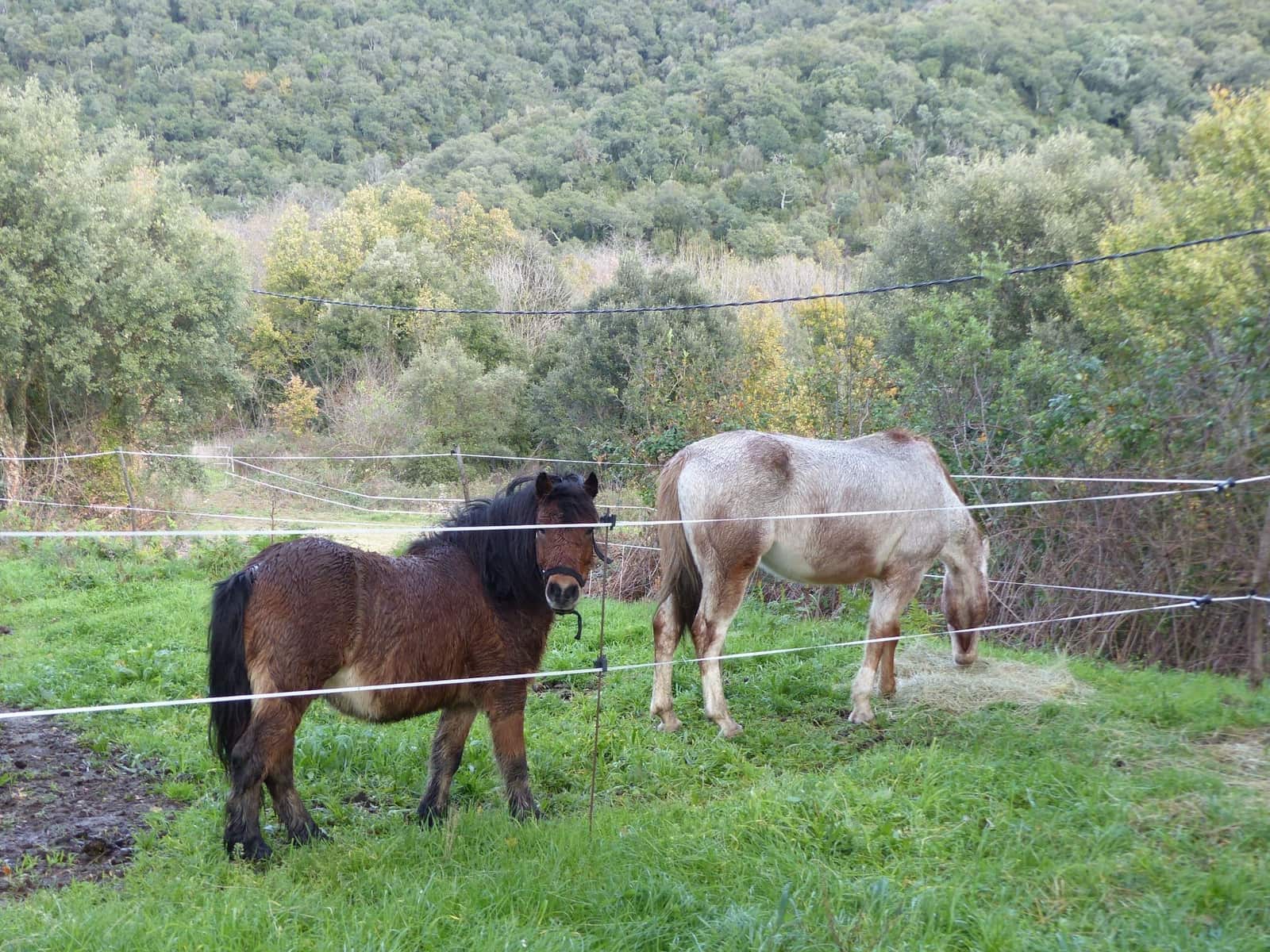 36 bedroom Finca/Country House for sale in Montseny with garage - € 4,213,000 (Ref: 8854624)