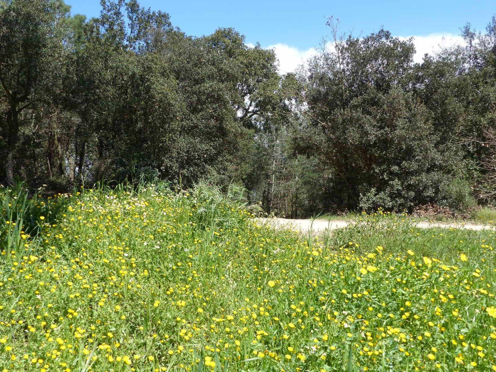 Finca/Herregård til salgs i Macanet de la Selva - € 117 000 (Ref: 8903285)