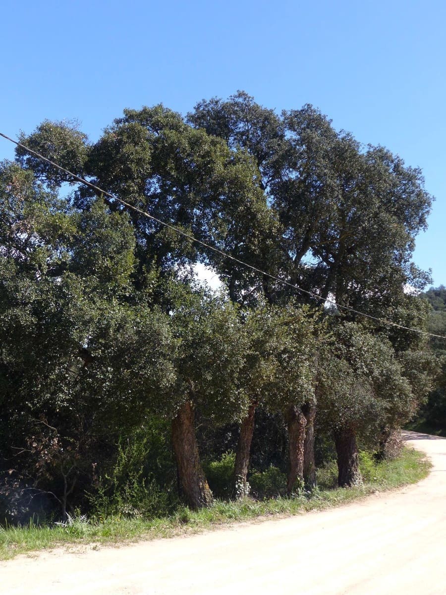 Finca/Herregård til salgs i Macanet de la Selva - € 117 000 (Ref: 8903285)