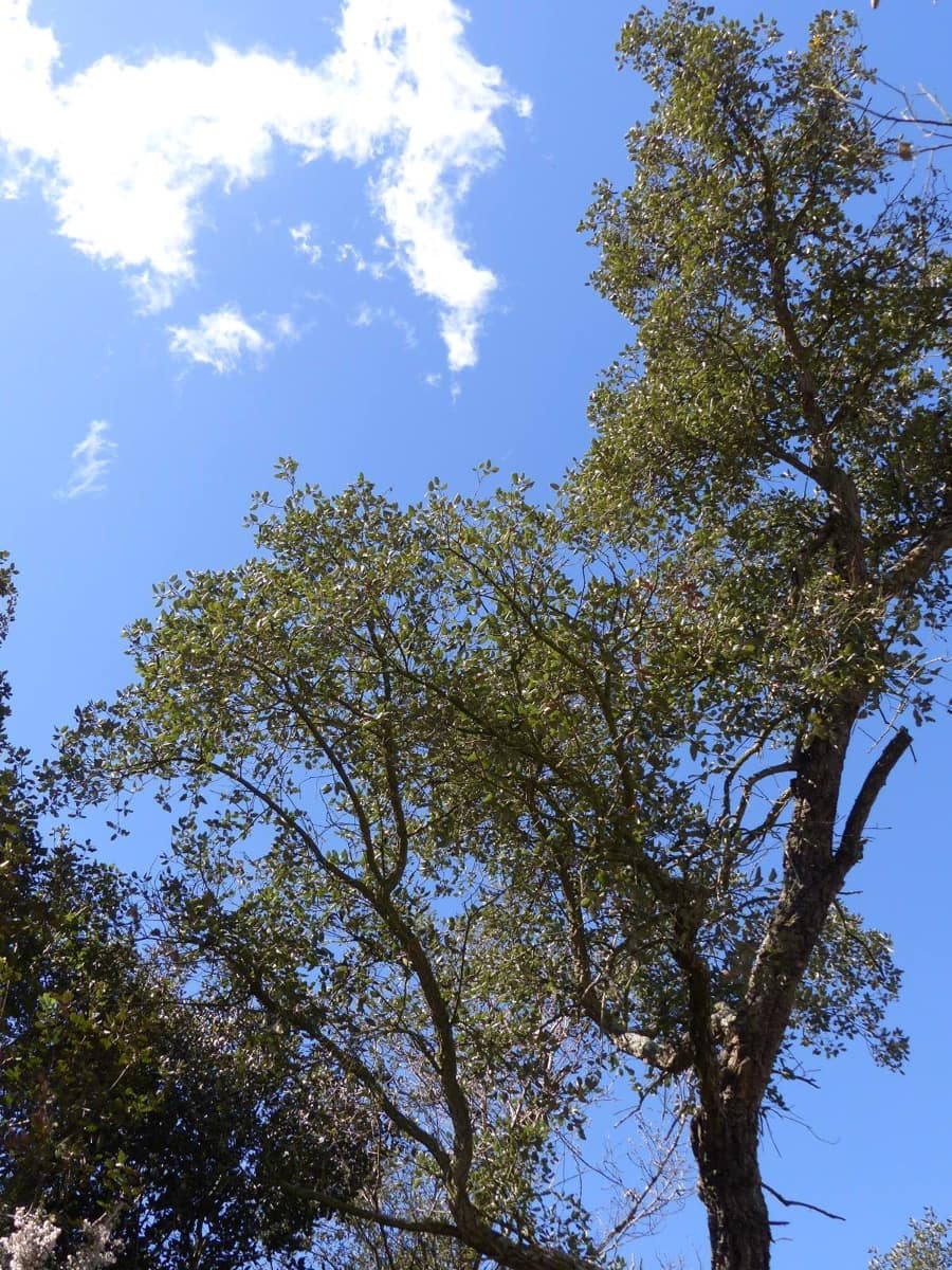 Finca/Herregård til salgs i Macanet de la Selva - € 117 000 (Ref: 8903285)