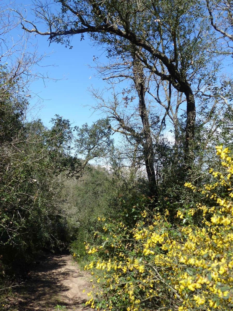 Finca/Herregård til salgs i Macanet de la Selva - € 117 000 (Ref: 8903285)