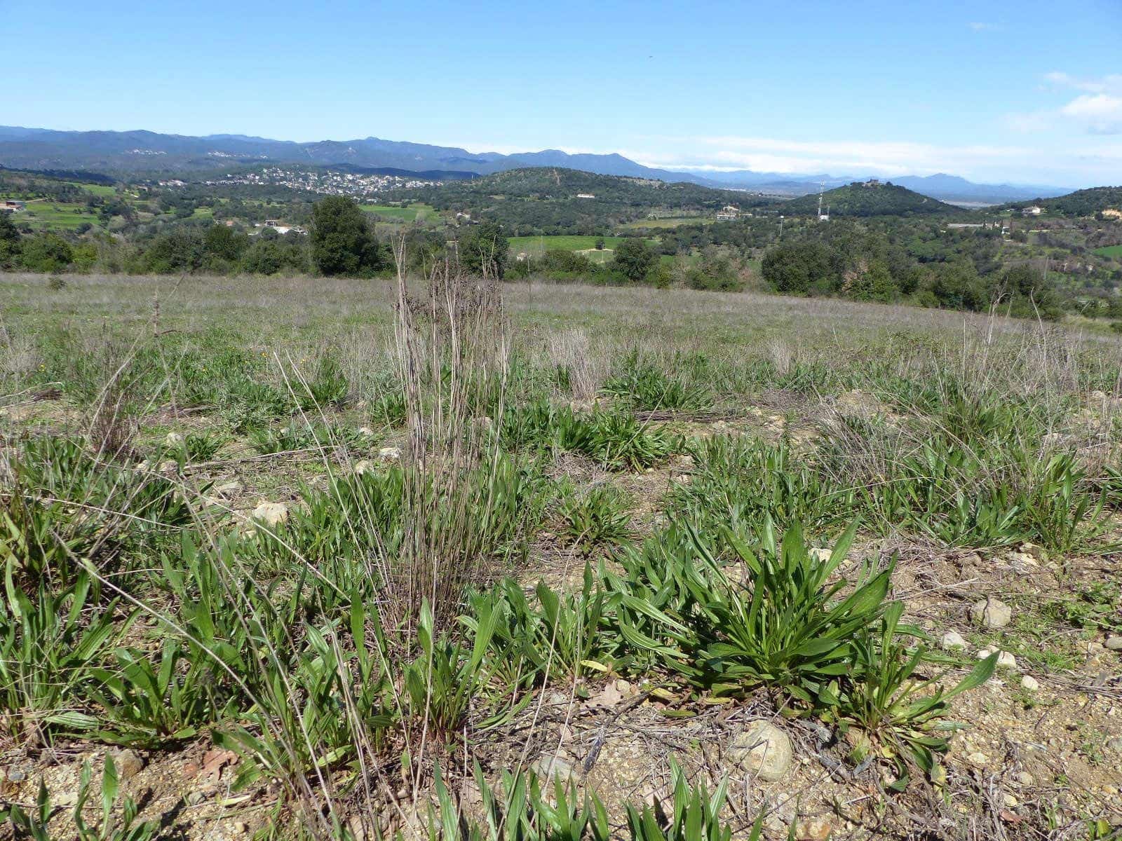 Finca/Herregård til salgs i Macanet de la Selva - € 117 000 (Ref: 8903285)