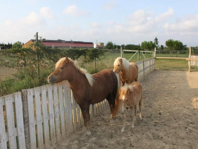 6 bedroom Finca/Country House for sale in Cabanes with pool - € 890,000 (Ref: 8930264)