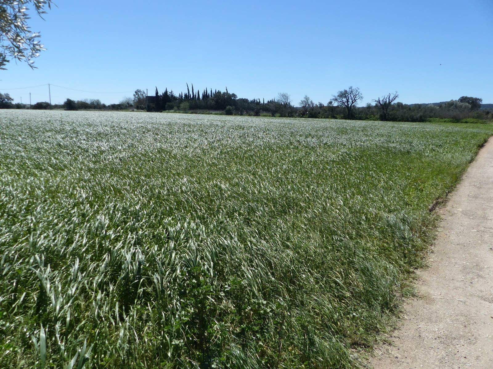 6 bedroom Finca/Country House for sale in Cabanes with pool - € 890,000 (Ref: 8930264)