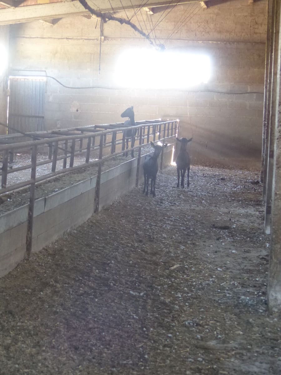 1 soveværelse Finca/Landehus til salg i Huesca by - € 990.000 (Ref: 9050769)