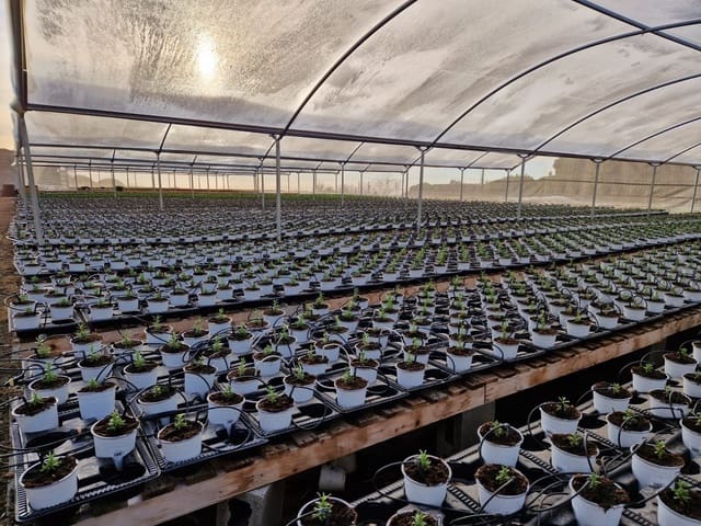 1 sovrum Finca/Hus på landet till salu i Canet de Mar - 380 000 € (Ref: 9130675)