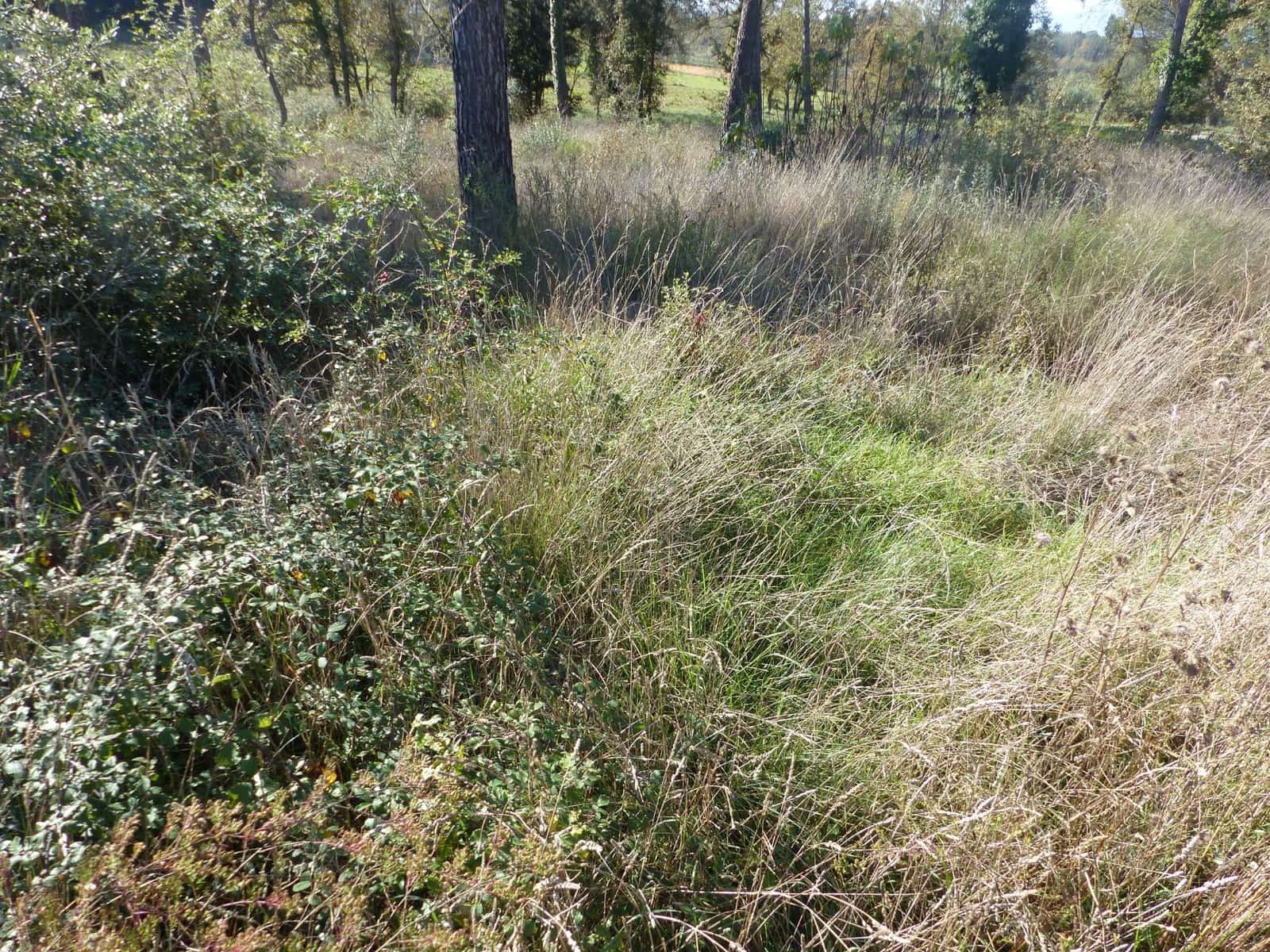 Terreno/Finca Rústica en Caldes de Malavella en venta - 49.000 € (Ref: 9200301)