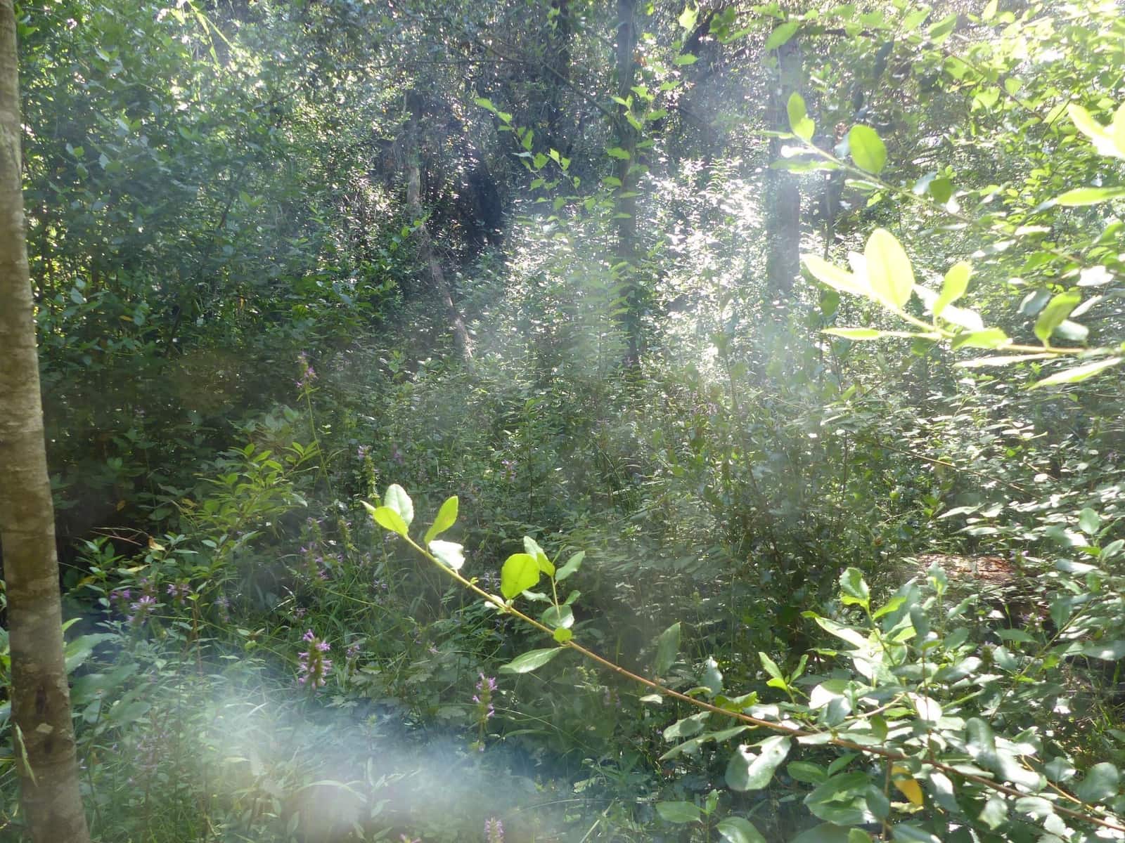 3 soverom Hus til salgs i Bescano med garasje - € 310 000 (Ref: 9248560)