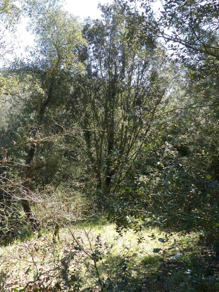 4 bedroom Finca/Country House for sale in Sant Feliu de Buixalleu - € 575,000 (Ref: 9371804)