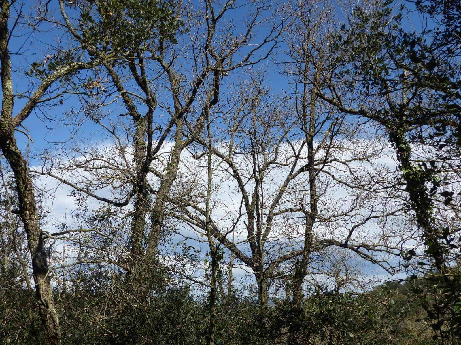 4 bedroom Finca/Country House for sale in Sant Feliu de Buixalleu - € 575,000 (Ref: 9371804)