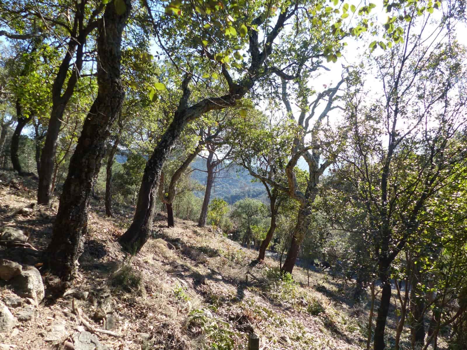 Landgrundstück zu verkaufen in Arbucies - 60.000 € (Ref: 9445876)