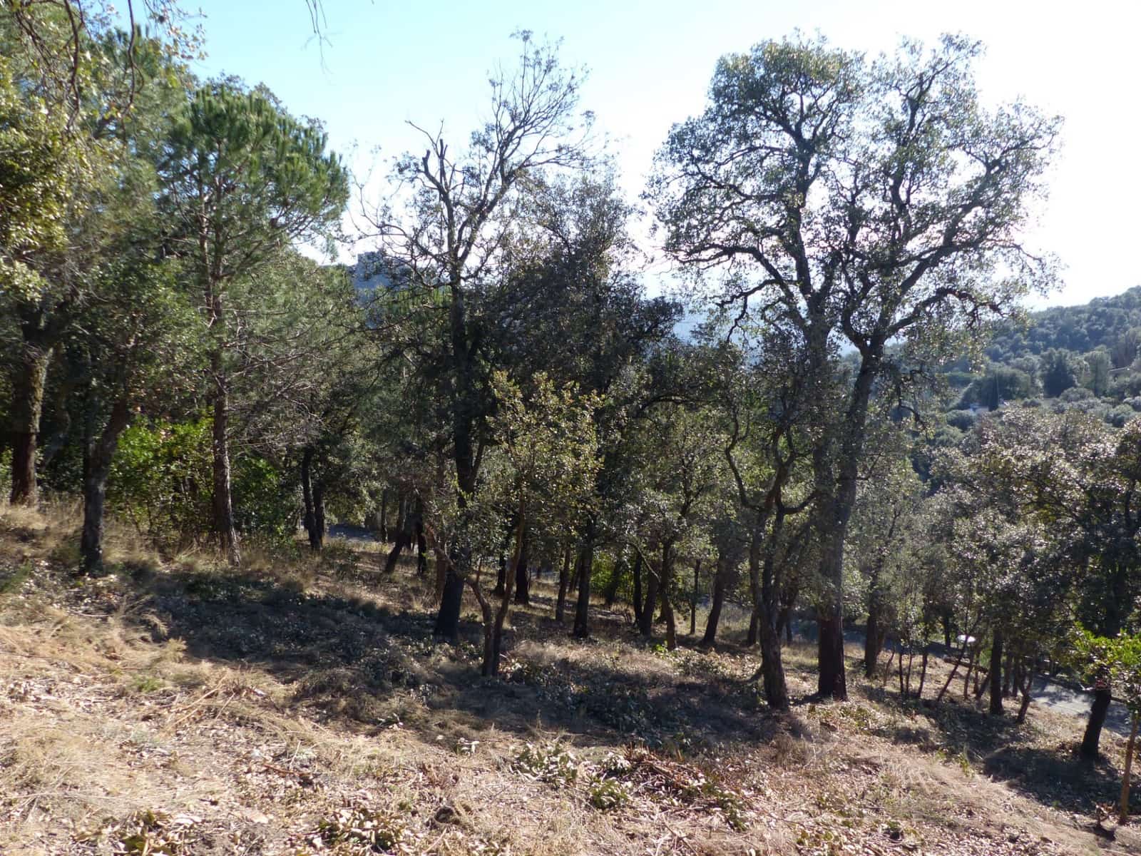 Landgrundstück zu verkaufen in Arbucies - 60.000 € (Ref: 9445876)