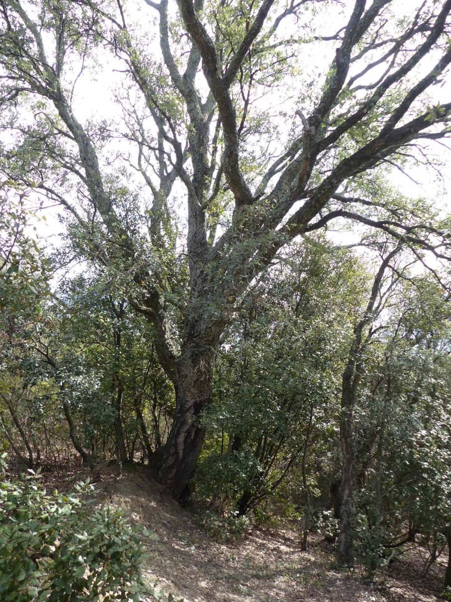 Finca/Landehus til salg i Fogars de Montclus - € 180.000 (Ref: 9561367)