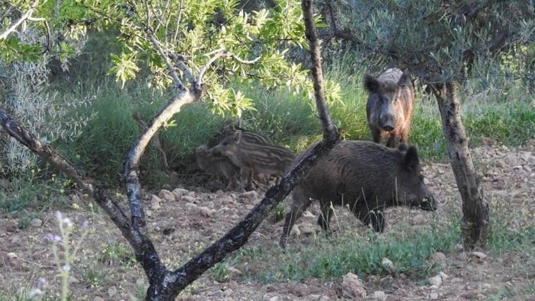 7 soverom Finca/Herregård til salgs i Alicante by med svømmebasseng garasje - € 11 000 000 (Ref: 9819960)