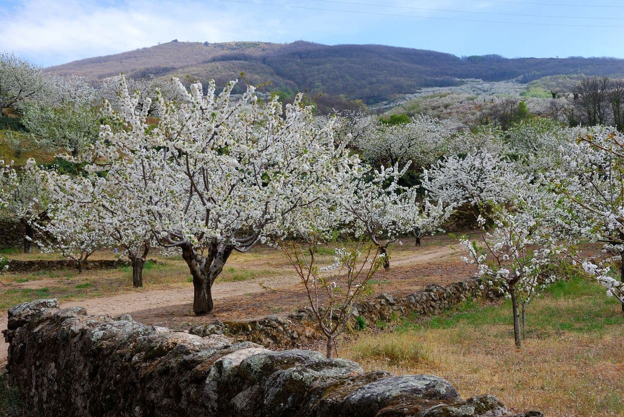 7 soverom Finca/Herregård til salgs i Alicante by med svømmebasseng garasje - € 11 000 000 (Ref: 9819960)