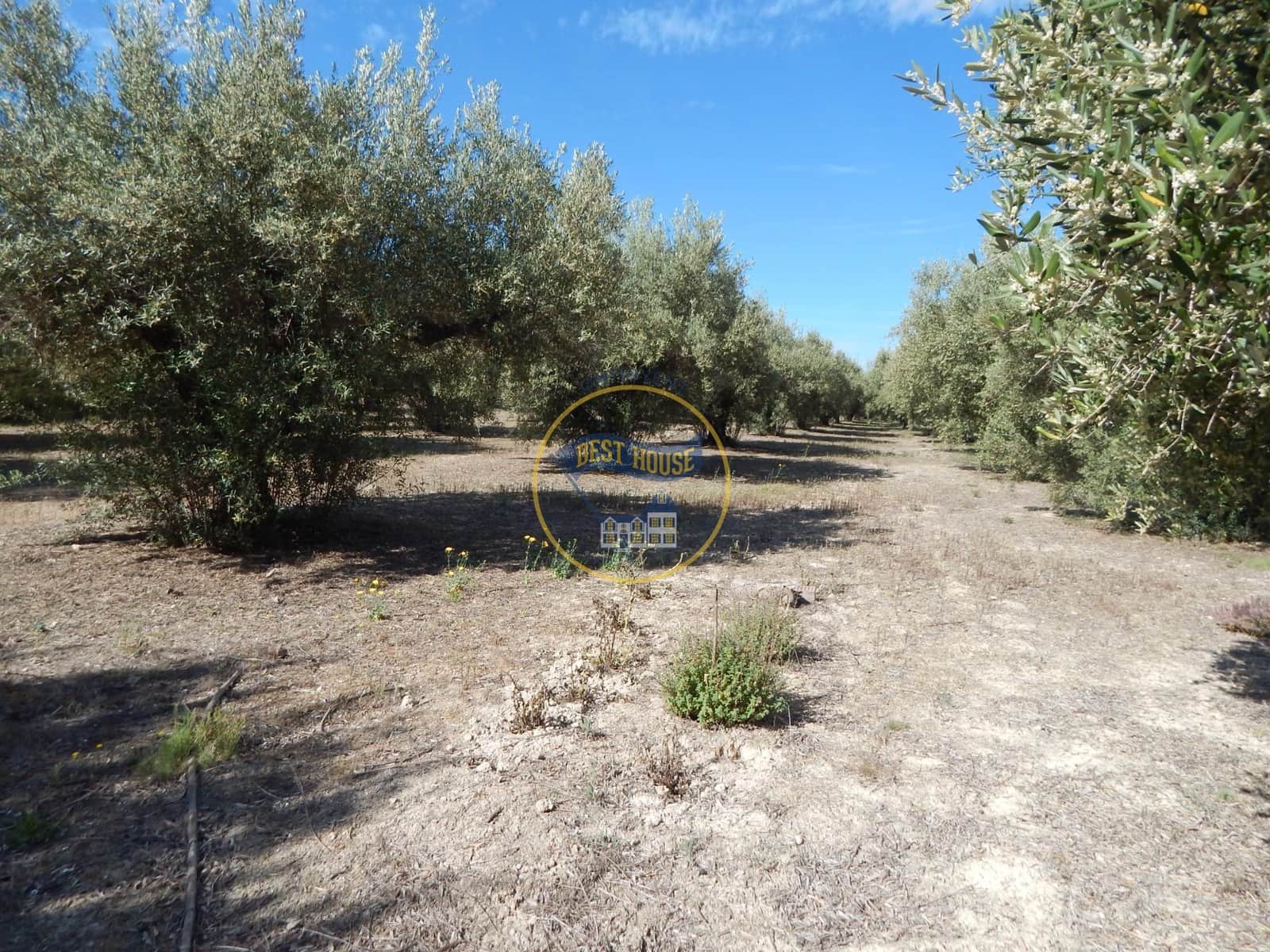 Teren niezagospodarowany na sprzedaż w Agullent - 50 000 € (Ref: 8117818)