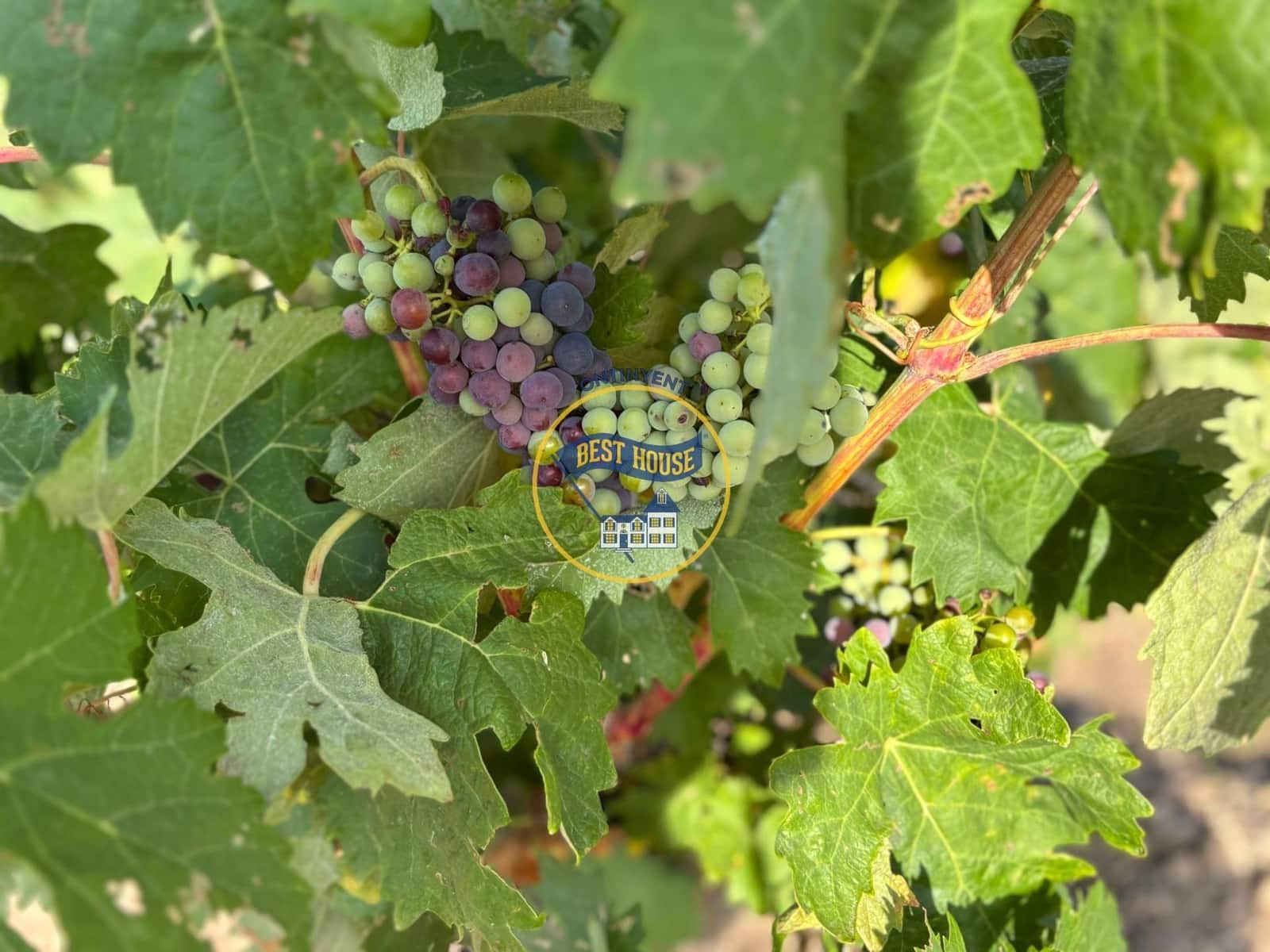 7 bedroom Villa for sale in Fontanars dels Alforins with pool - € 820,000 (Ref: 9533912)