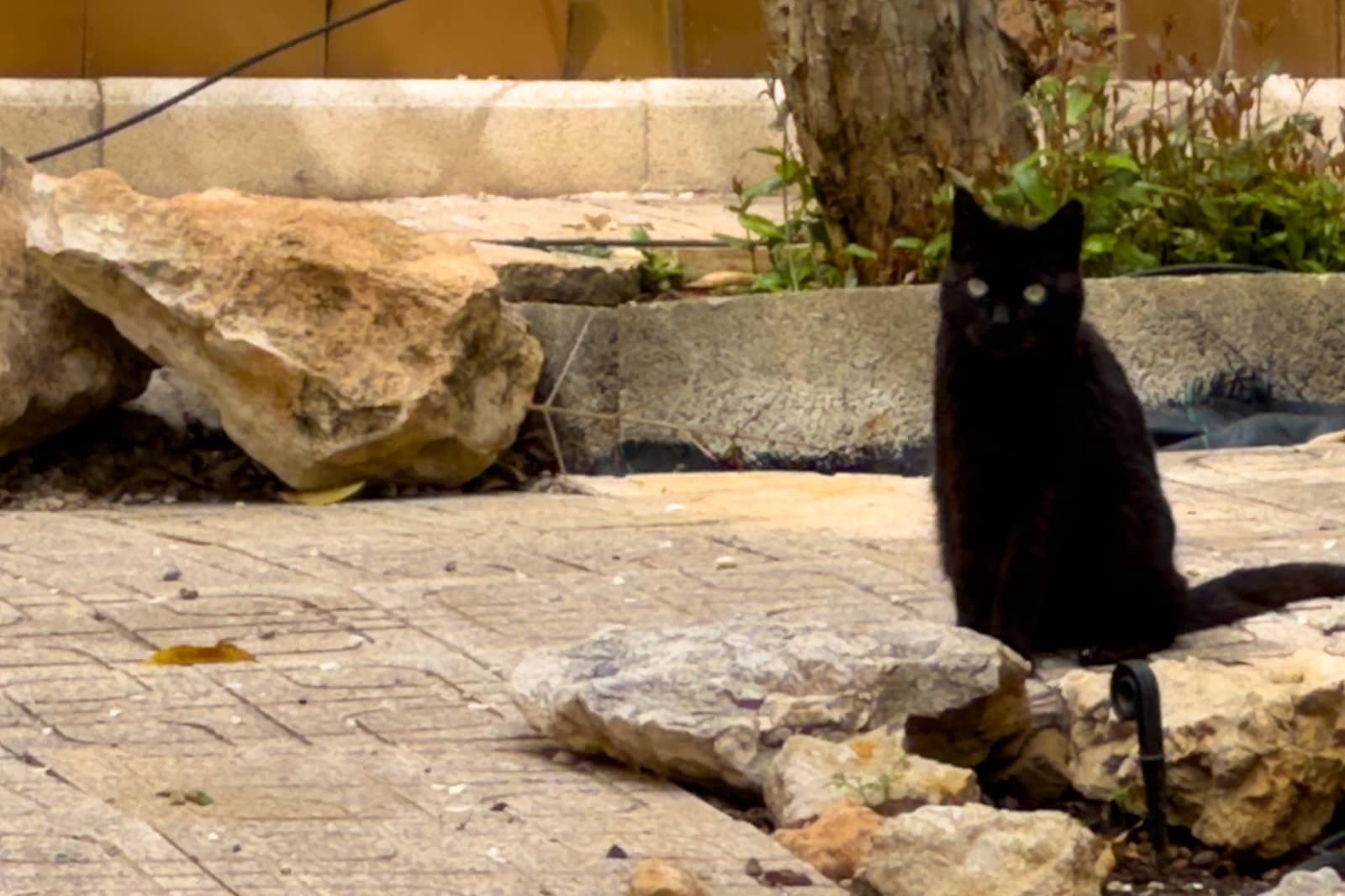 5 chambre Villa/Maison à vendre à Calpe / Calp avec piscine - 795 000 € (Ref: 8214299)