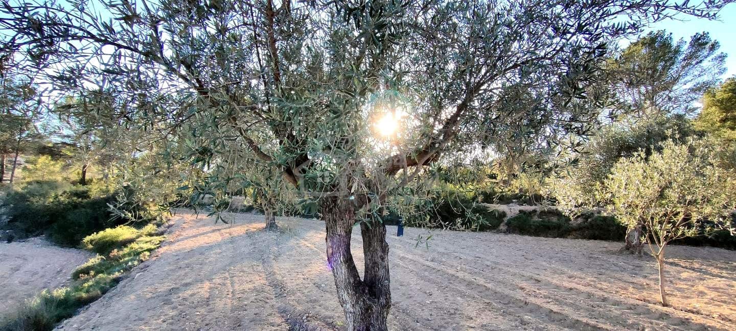 Grunde uden byggetilladelser til salg i Relleu - € 65.000 (Ref: 8653424)