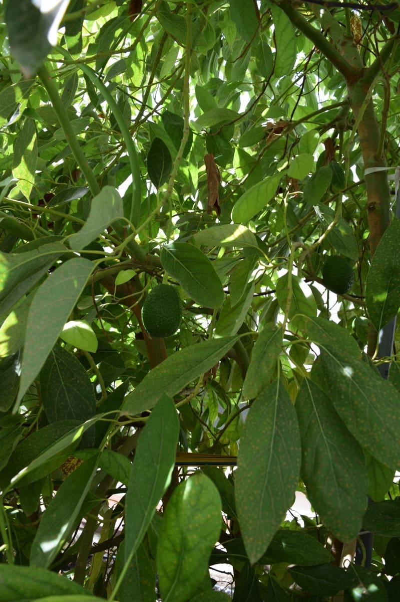 3 makuuhuone Paritalo myytävänä paikassa Lijar mukana uima-altaan 
autotalli - 198 000 € (Ref: 7809910)