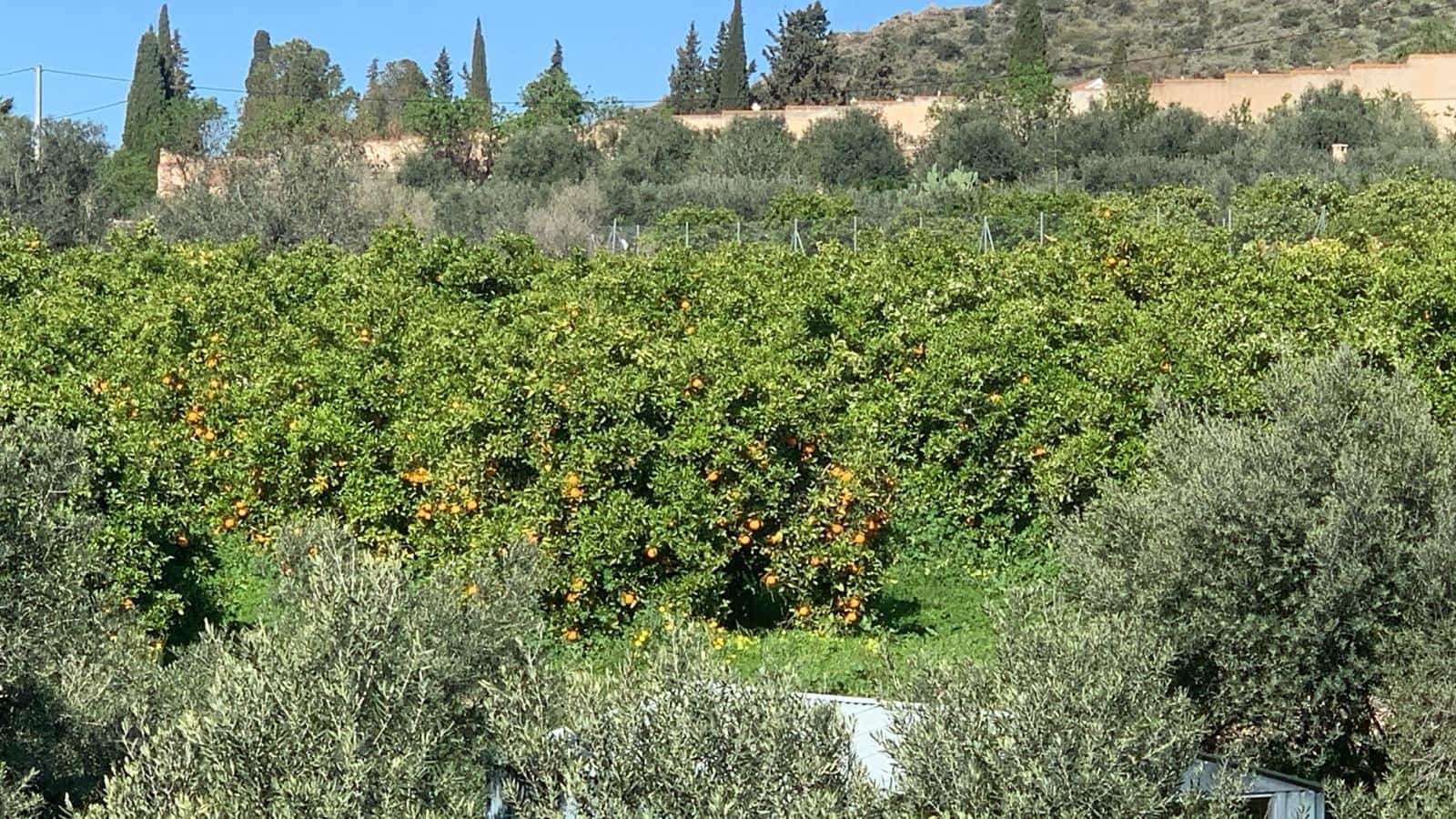 6 sypialnia Dom na sprzedaż w Arboleas - 90 000 € (Ref: 8930117)