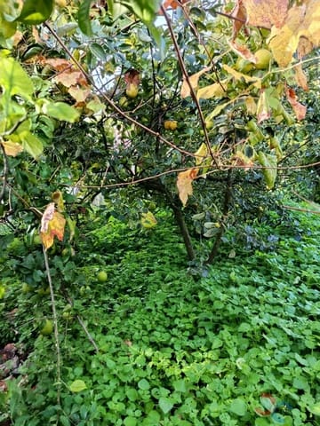 Building Plot for sale in Marín - € 60,000 (Ref: 9415672)