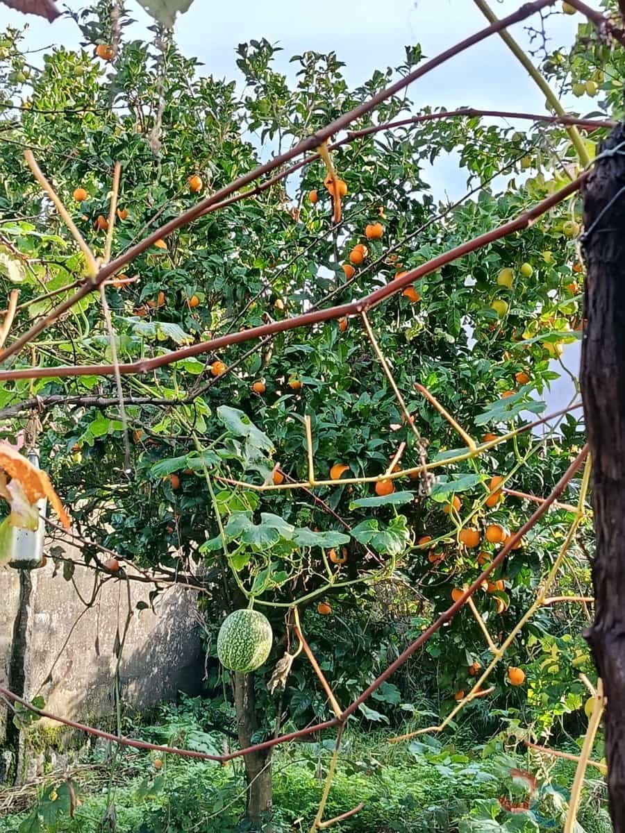 Byggetomt til salgs i Marin - € 60 000 (Ref: 9415672)