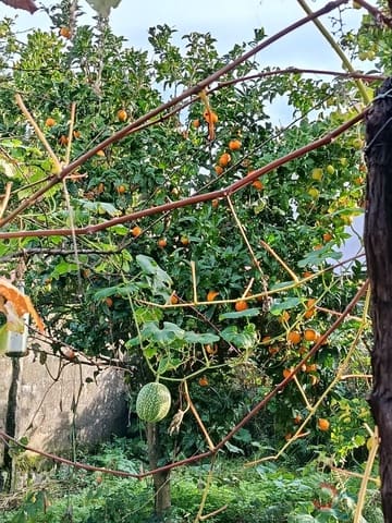 Building Plot for sale in Marín - € 60,000 (Ref: 9415672)